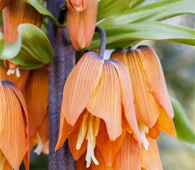 Fritillaria imperialis 'Rubra'