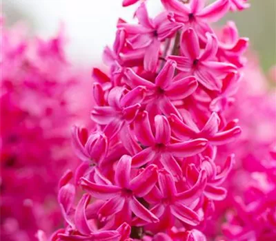 Hyazinthe 'Jan Bos' - 5 Blumenzwiebeln