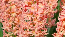 Hyacinthus orientalis 'Gipsy Queen'