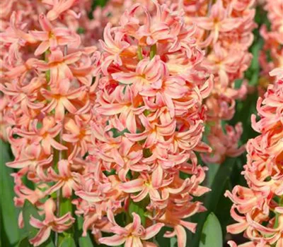 Hyazinthe 'Gipsy Queen' - 5 Blumenzwiebeln