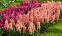 Hyacinthus orientalis 'Gipsy Queen'