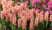 Hyacinthus orientalis 'Gipsy Queen'