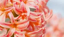 Hyacinthus orientalis 'Gipsy Queen'