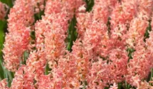 Hyacinthus orientalis 'Gipsy Queen'