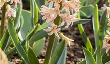 Hyacinthus orientalis 'Gipsy Queen'