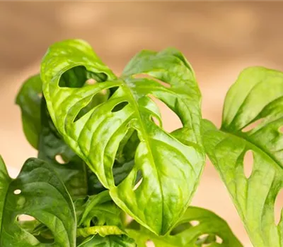 Monstera obliqua 'Monkey Leaf'