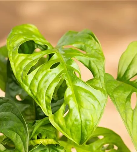 Monstera obliqua 'Monkey Leaf'
