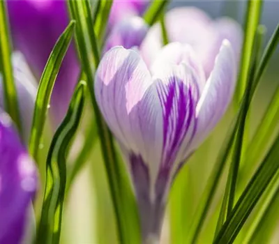 10 Blumenzwiebel - Frühlings-Krokus 'King of the Striped'