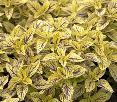 Buntnessel 'Caipiriñha'