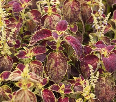 Buntnessel 'Dipt in Wine'