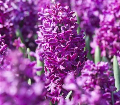 5 Blumenzwiebel - Hyazinthe 'Woodstock'