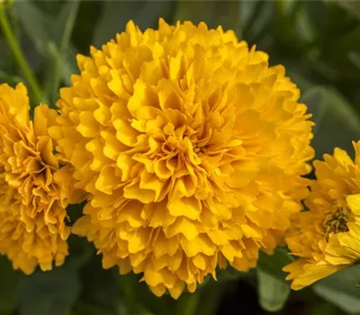 Coreopsis grandiflora, gelb gefüllt