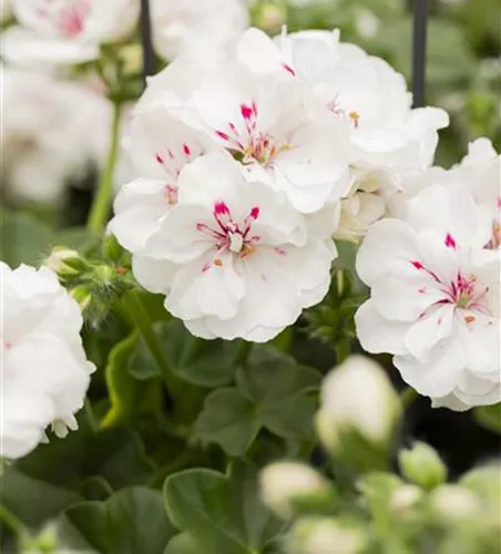 Hängegeranie 'Royal White'