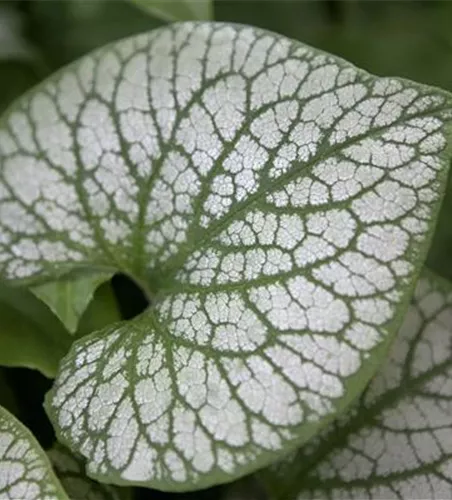 Kaukasusvergissmeinnicht 'Jack Frost'