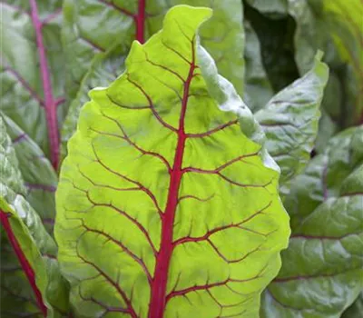 Mangold 'Bright Lights' 