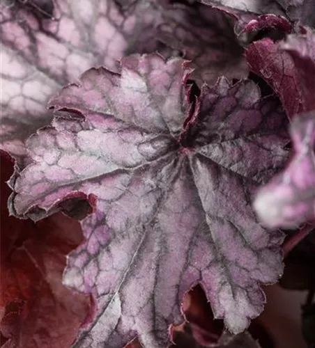 Heuchera 'Milan'