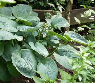 Hosta sieboldiana 'Big Daddy'