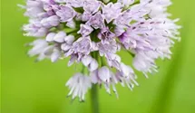 Allium macleanii 'Globemaster'