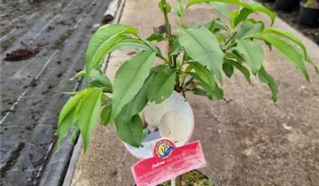 Prunus persica var. persica 'Ice Peach'®