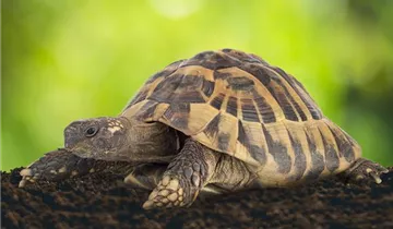 100% Düngerfreie Spezialeinstreu für Landschildkröten und andere Reptilien
